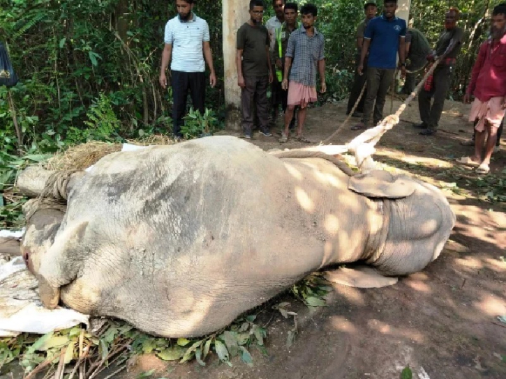 চট্টগ্রামে ট্রেনের ধাক্কায় আহত হাতি শাবকের মৃত্যু